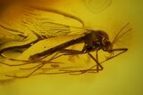 Two Fossil Flies (Chironomidae) In Baltic Amber #145435-3